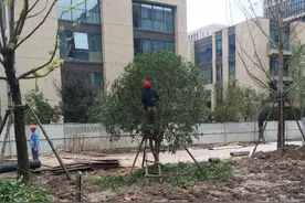 大树移栽与养护过程中经常犯的三个错误，可别再犯糊涂，赶紧避开图片