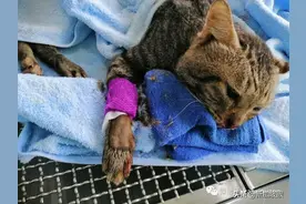 3只流浪猫被高处丢下，全部惨死，居民纷纷谴责图片