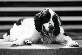 送别无言的战友！汶川地震救援最后一只搜救犬离世图片