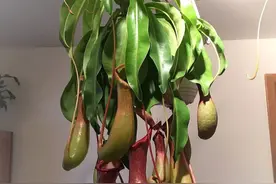 适合新手的食虫草盆栽，新手可入手猪笼草，便宜好养图片