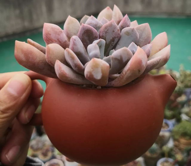 多肉植物夏梦图片(发丝多肉植物图片)-措必培