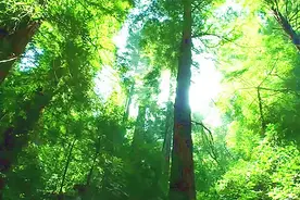 森林防火一分钟宣传片图片