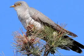 为什么布谷鸟在小麦收割完后就不叫了，它们都飞哪了？图片