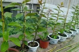 叶仙不识冬，疯狂长一米图片