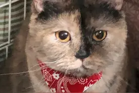 你见过只怕男人的猫吗？医生说这只猫，天生怕男人图片