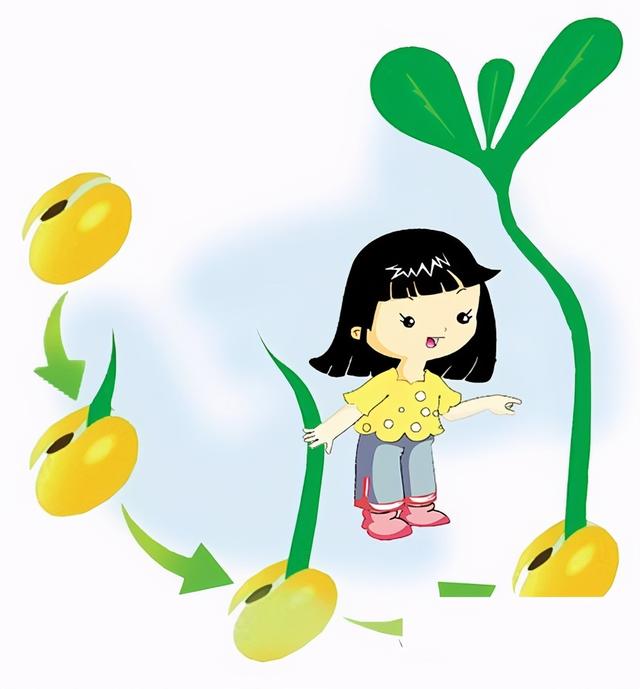 豆芽的生长过程观察日记怎么写?300字概括-第1张图片