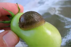 春秋季节，可怕的害虫蛞蝓「kuòyú」图片