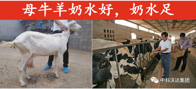 鐩婄珛鍋ワ紙鐗涚緤涓撶敤锛夆€斾腑绉戞矁杈句腑鑽椿鑿屽彂閰点€侀槻鐥呮姉鐥呬績鐢熼暱