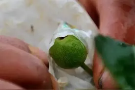 纸袋套梨既防虫防病又促进表光！记住5点，梨果套袋低成本超回报图片