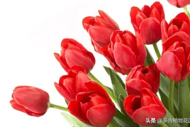 郁金香只长叶不开花是什么情况，别急，问题出在这里图片