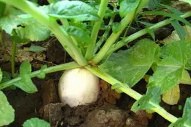 萝卜常见病虫害及防治方法图片