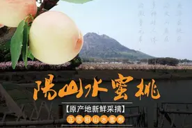 阳山水蜜桃的“前尘往事”图片