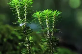 它是濒危蕨类，最高只有30厘米，成熟却要15至20年，有毒却能入药图片