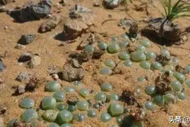 小伙在野外发现大片玉石矿，当他兴奋走近时，却无法淡定了图片