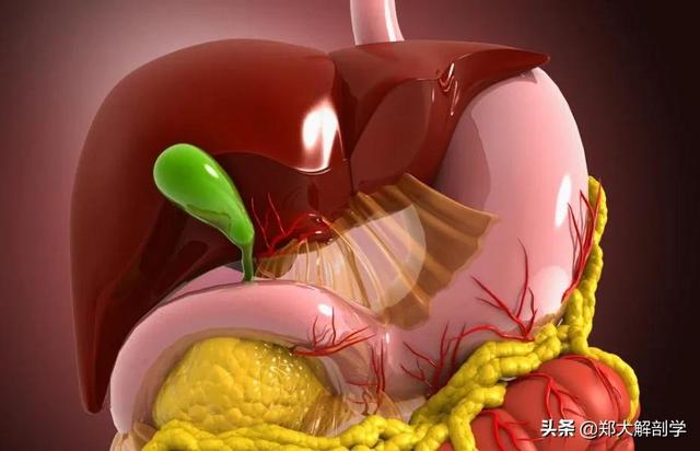 肝脏主要功能及损伤表现