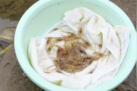 使用活虾钓鱼，这样处理方法，既方便挂钩又能延长存活时间！视频封面