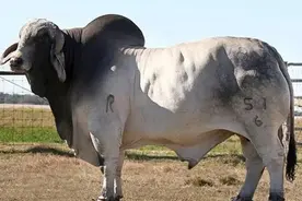 印度5亿头牛泛滥成灾，本地人不吃却想高价卖给中国，居心何在？图片