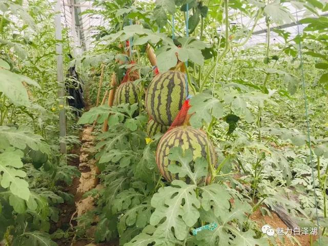 【文化节特辑】为期7天!6月1日-7日 2019·宜秀第三届龙舟文化节农耕体验精彩系列活动看过来!