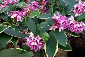 金边瑞香开完花后，下一步要如何养护？植株才能长得旺盛图片