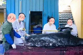 我们剖开海豚的胃，找到了杀死它的凶手图片