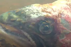海虱泛滥，外国媒体镜头下的恐怖三文鱼寄生虫，毒素也会致癌图片