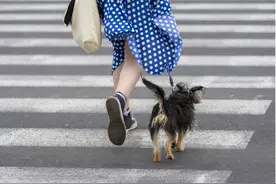 宵禁之后还想遛弯 加拿大24岁女子皮带拴老公脖子牵出门 告诉警察“遛狗呢”图片