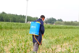 喷施除草剂，上午和下午喷施有区别，哪个时间效果好？图片