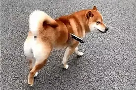 柴犬身上插着一把刀，路人想上前救助，蹲下看一眼却默默走开了！图片