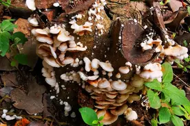 悼念树桩——大树成桩心不死，贡献残躯育菌菇图片