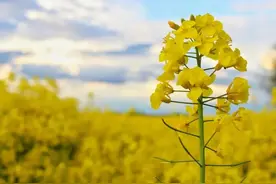 【大美许昌】美照来袭！襄城万亩油菜花田盛开成海图片