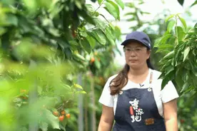 大连小康故事：曹家地村的大樱桃熟了图片