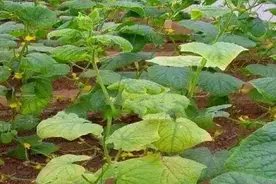 农作物叶子发黄，只需花几毛钱，3天由黄变绿，7天恢复正常图片