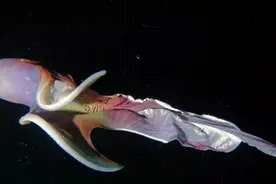 章鱼逃生狼狈吗？看看毯子章鱼的逃脱方法图片