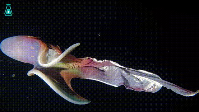 章鱼逃生狼狈吗？看看毯子章鱼的逃脱方法图片