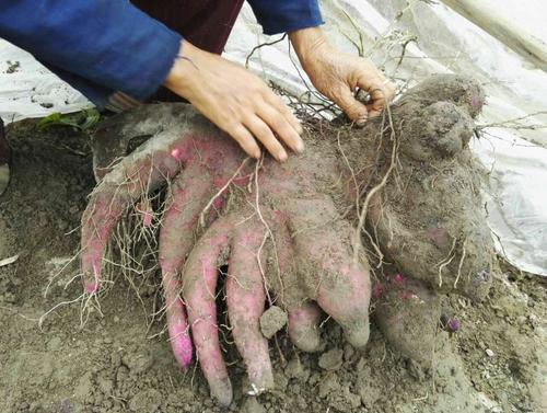 农村5种地下蔬菜，全程不长虫不用打药，种下去就有得吃的懒人菜