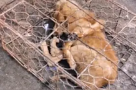 狗肉馆里瘦骨嶙峋、四肢被捆的小狗遇上小姐姐，狗狗一生为之改变图片