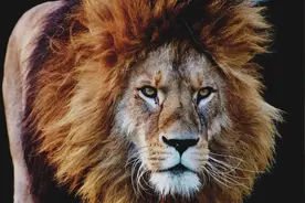 百兽之王——狮子儿童画涂鸦图片