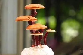 视为仙草的灵芝竟不是植物，栽种它，揭开你对灵芝的所有误解图片