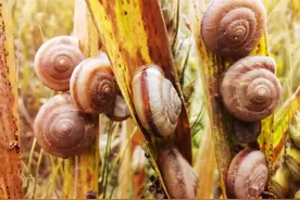 蜗牛和鼻涕虫依靠“亲戚关系”，组团危害农作物，该怎么铲除图片