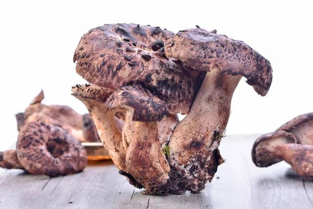 收好这份无毒野生菌图鉴马上开吃 - 冷求网