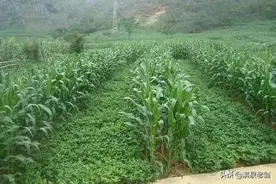 春种鲜食玉米套种红薯，高效种植新措施图片