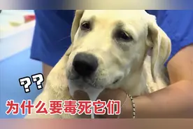 狗子被人恶意投毒后，口吐白沫，身体疯狂地抽搐，看后让人心疼图片