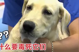 狗子被人恶意投毒后，口吐白沫，身体疯狂地抽搐，看后让人心疼图片