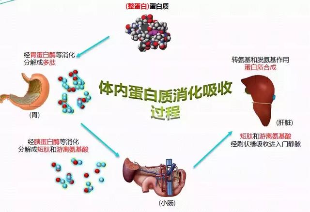 肿瘤、手术患者不可少的肠内营养制剂，到底有多少个种类？