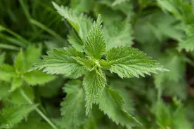 一味长满刺的草药——荨麻，既可去风湿，又可治湿疹与荨麻疹图片