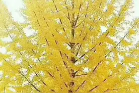 胸径40cm以上的银杏，咋还是那么贵？图片