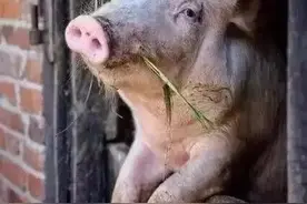 牧原的困惑(四)——非洲猪瘟图片