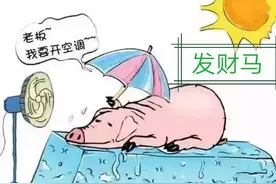 夏季膘猪食欲差怎么办？巧用这两样，助力养猪更轻松图片