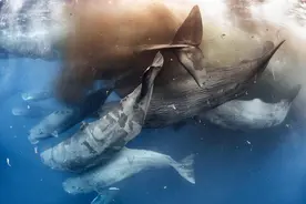 鲸鱼是怎么拉粑粑的？为什么说它们的粪便价值超过50万美元？图片