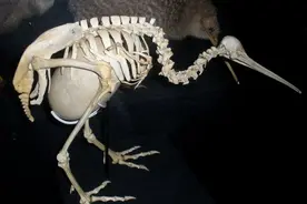 生的蛋是自己体重的1/3，被封为国鸟，几维鸟为何要生这么大的蛋图片